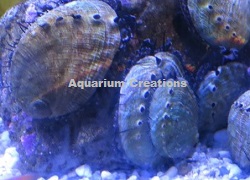 Tropical Abalone Picture of Tropical Abalone