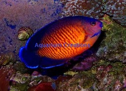 Coral Beauty Dwarf Angel Picture of Coral Beauty Dwarf Angel
