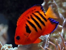 Dwarf Angelfish: Flame Angel and other reef safe Saltwater Dwarf Angel Fish Picture of Dwarf Angel Saltwater Fish