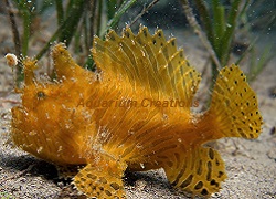 Picture of Striated Angler Fish