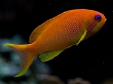 Anthias: Bartlett, Lyretail and other Anthais are perfect marine aquarium fish Anthias: Bartlett, Lyretail and other Anthais are perfect marine aquarium fish