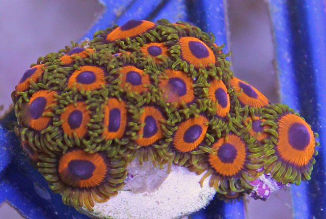 Aquacultured Eagle Eye Zoanthid Polyps