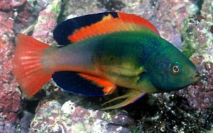Scott's Fairy Wrasse, Cirrhilabrus scottorum