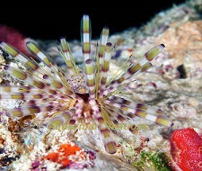 Banded Longspine Urchin Picture of Banded Longspine Urchin