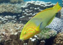 Banana Wrasse, Thalassoma lutescens Picture