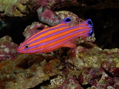 Marine Basslet's are a popular saltwater fish. Reaching an average length of only around 2 inches, some popular Basslet's include the Swalesi Basslet, Royal Gramma Basslet , Blackcap Basslet. Marine Basslet's are a popular saltwater fish. Reaching an average length of only around 2 inches, some popular Basslet's include the Swalesi Basslet, Royal Gramma Basslet , Blackcap Basslet.