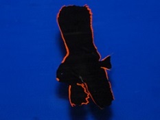 Saltwater Batfish mostly come from the Indo-Pacific and have a peaceful temperament. Saltwater Batfish mostly come from the Indo-Pacific and have a peaceful temperament.