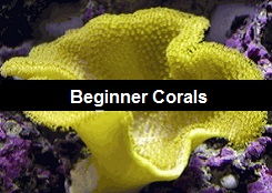 Beginner Corals