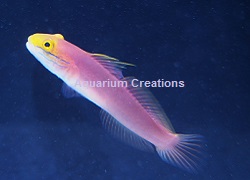 Bella Goby Picture of Bella Goby