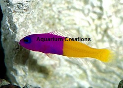 Bicolor Dottyback Picture of Bicolor Dottyback