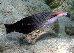 Female Black Bird Wrasse, Gomphosus varius Picture of Female Black Bird Wrasse, Gomphosus varius