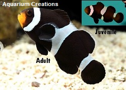 Captive Bred Black & White Ocellaris Clownfish Picture of Captive Bred Black & White Ocellaris Clownfish