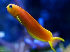 Picture of Saltwater Blennies