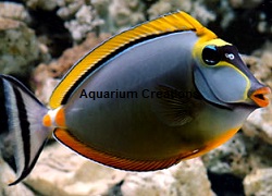 Blonde Naso Tang, Naso elegans (Maldives)  Picture of Blonde Naso Tang, Naso elegans (Maldives)
