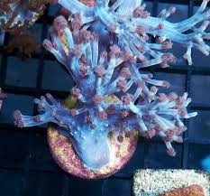 Blue Xenia Cespitularia, Aquacultured