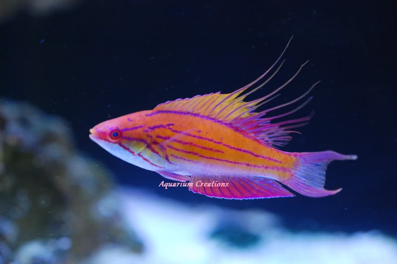 Blue Flasher Fairy Wrasse, Paracheilinus cyaneus