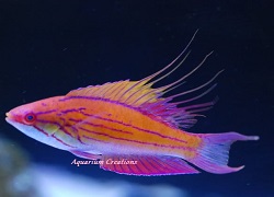 Picture of Violet Flasher Fairy Wrasse, Paracheilinus sp.