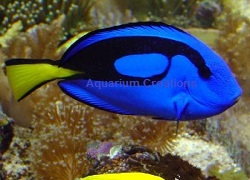 Blue Hippo Tang Picture of Blue Hippo Tang