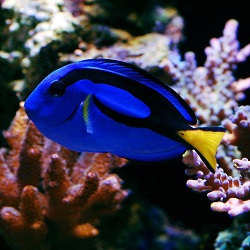Captive-Bred Blue Hippo Tangs Here Now! Captive-Bred Blue Hippo Tangs Here Now!