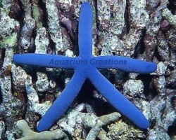 Blue Linckia Starfish Picture of Blue Linckia Starfish