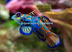 Picture of Blue Mandarin, Captive Bred