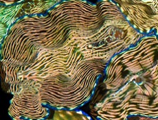 Deresa Clam Striped with Blue Rim Picture of Deresa Clam Striped with Blue Rim