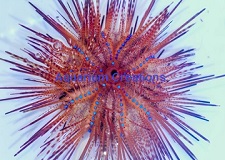 Lonspine Rainbow Fire Urchin Picture of Lonspine Rainbow Fire Urchin