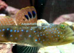 Bluespotted Watchman Goby Picture of Bluespotted Watchman Goby