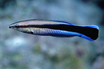 Bluestreak Cleaner Wrasse, Labroides dimidiatus.
