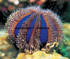 Blue Tuxedo Urchin Picture of Blue Tuxedo Urchin