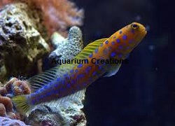 Blue Picture of Blue Dot Jawfish