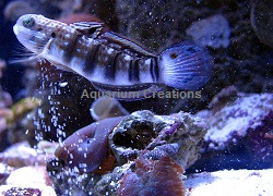 Sleeper Banded Goby Picture of Sleeper Banded Goby