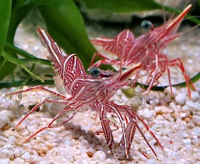 Picture of Camel Shrimp, Rhynchocinetes durbanensis