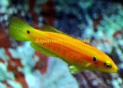 Yellow Candy Hog Fish Picture of Yellow Candy Hog Fish