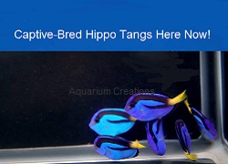 Captive-Bred Blue Hippo Tangs Picture of Captive-Bred Blue Hippo Tangs