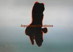 Picture of Captive Bred Pinattus Batfish