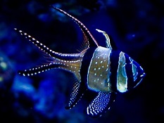 Picture of Saltwater Cardinal Fish