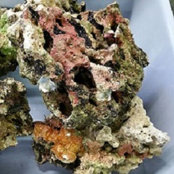 Click for Caribbean Reef Live Rock
