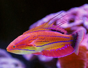Carpenter’s flasher wrasse, Paracheilinus carpenteri