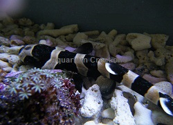 Picture of Cat Shark,Chiloscyllium punctatum