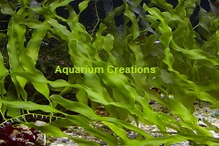 Caulerpa Prolifera   Caulerpa Prolifera