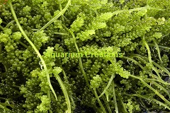 Green Grape Caulerpa , Aquacultured Caulerpa racemosa Green Grape Caulerpa, Aquacultured Caulerpa racemosa