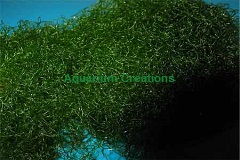 Chaetomorpha, Spaghetti Algae  Chaetomorpha, Spaghetti Algae