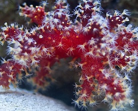 Excellent Beginner Coral Chile Coral, bright red with white polyps