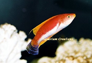 Whip Fin Fairy Wrasse, Cirrhilabrus filamentosus