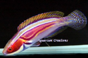 Yellow-Flanked Fairy Wrasse, Cirrhilabrus ryukyuensis