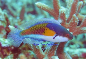 Yellow-Flanked Fairy Wrasse, Cirrhilabrus ryukyuensis