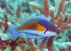 Yellow-Flanked Fairy Wrasse, Cirrhilabrus lyukyuensis