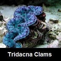 Maxima Clams