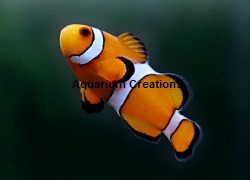 Captive Bred Ocellaris Clownfish Picture of Captive Bred Ocellaris Clownfish